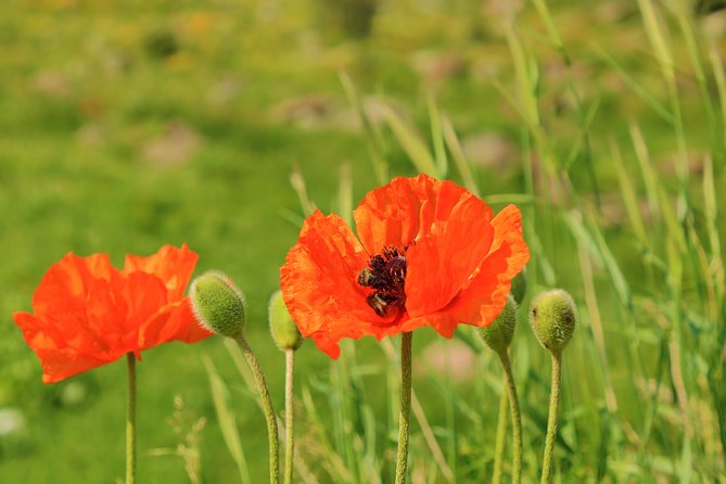 The Great Beauty of Armenia: 7-Day Culture and Cuisine Tour - Amberd Fortress and the History Museum of Armenia: mountains and time travel without the sci-fi